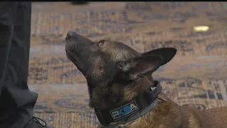 Handler of Salem police K-9 talks about experience on 'America's Top Dog' show