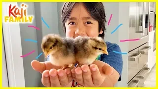 Ryan's Pet Chicks Names Reveal!!!