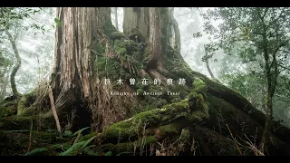 Cicada – 巨木曾在的痕跡 Remains of Ancient Trees (Official MV)