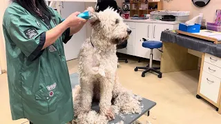 Goldendoodle  Grooming video !Full Grooming/Very Matted !Doodle beim Friseur