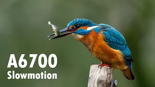 Sony A6700 | Kingfisher 4k Slowmotion diving footage | Sony E 70-350mm f/4.5-6.3 G OSS