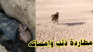 مطاردة ذئب عربي والأمساك به #صيد ذئب عربي صحراوي شرس جدا #ابو مقتدى الصياد