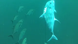 Shootin' African Pompano and Grouper. Spearfishing the Wreck of the "Atlas Tanker". North Carolina