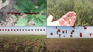 Гелиантекс + Альфалип, No Till, Медисон - месяц после внесения, не кондиционные семена 11,06,20