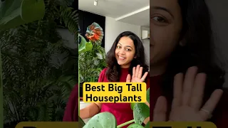 Best Big Tall Indoor Plants 😍🪴#shorts #indoorplants #plants #houseplants