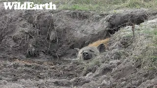 WildEarth - Sunrise Safari -  25 September 2023