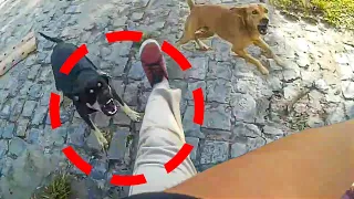 STRAY DOGS BITE BIKER | BIKERS vs ANIMALS 2021