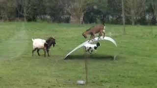 Goats Playing on a Flexible Steel Ribbon