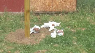 Pigeon bath