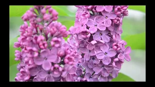 Музыка для души и цветы для настроения. Music for the soul and flowers for the mood. Мелодия Века.