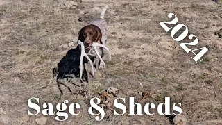 Sage & Sheds Ep.1