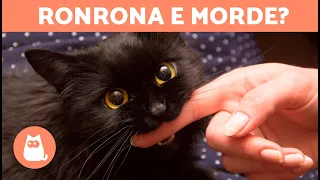 Por que meu GATO RONRONA e depois me MORDE? 🐱 (comportamento explicado)