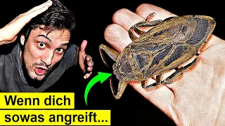 Warum greifen diese giftige Insekten plötzlich Menschen an?