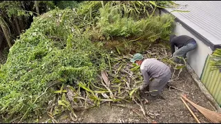 HELP CLEAN UP The overgrown abandoned house with Dragon Mist Tree covering the roof