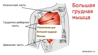 #осанка #здоровье Комплекс упражнений для большой грудной мышцы👨‍⚕️