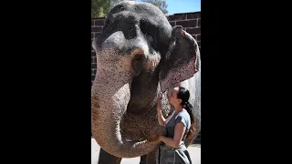 Bara und Burma - Elefanten im Circus Krone