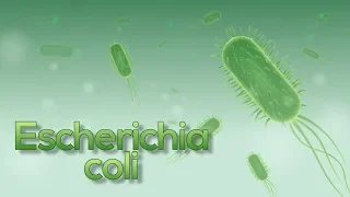 Escherichia coli (E. coli) superb animation!