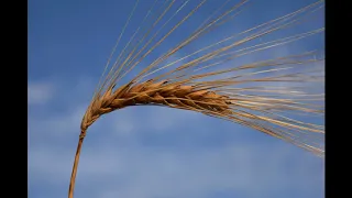 Solas - The wind that shakes the barley