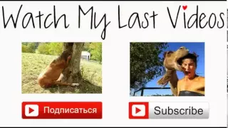 Подборка Приколы с Котами 2015! Funny Cats 2015! Супер!