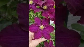 Clematis 2024.Клематисы на сегодняшний день 19.05.24