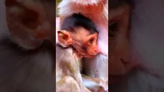 Vagan baby Can Monkey Milk to drink