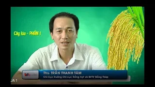 Kỹ thuật trồng và chăm sóc cây Lúa (Phần 1)