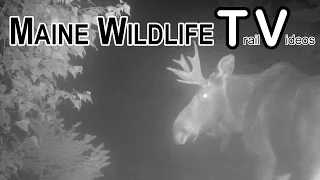 Bull Moose Grunting | Huge Buck | Deer | Coyote | Trail Cam | Fall | Maine Wildlife Trail Video