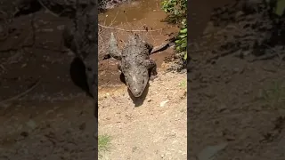 The largest crocodile you will ever see in jamaica 🇯🇲 #crocodile #shortvideo