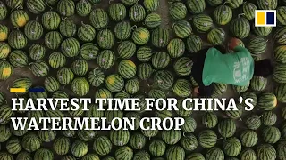 Chinese farmers bank on watermelon harvest to boost incomes