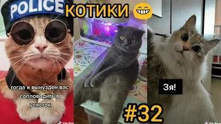 Смешные коты , милые котики 😂 смешное видео , до слёз . Короткие приколы № 32