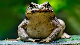 Teaching Wildlife to Avoid Cane Toads: 60 Seconds of Science by Australian Geographic