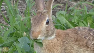 Rabbit - about 4 minutes of a wild bunny eating and sitting around  -  #rabbit #bunny