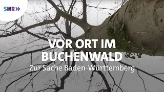 Vor Ort im Buchenwald | Zur Sache! Baden-Württemberg