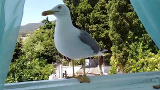 Крымская Чайка - Crimean Seagull / Крым, Ялтинский район, посёлок Гурзуф. кафе Чайка