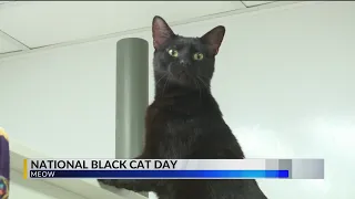 National Black Cat Day