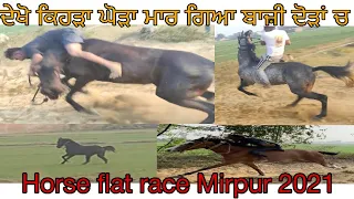 Mirpur Horse Flat race Jalandhar #beanttulewal #marwarihorselovers    #horseracing