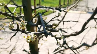 Весняне цвітіння Саду Мур в парку Олександрія