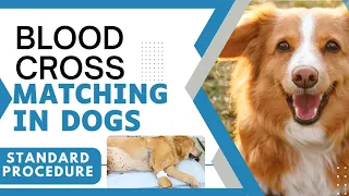 Standard Procedure For Blood Cross Matching in Dogs 🐕.