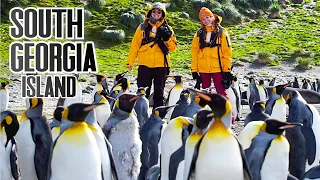 HALF A MILLION PENGUINS on the hard to reach SOUTH GEORGIA ISLAND