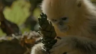Pine cones are best fall gift for golden snub-nosed monkeys in Shennongjia
