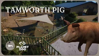 Building the Ultimate TAMWORTH PIG PARADISE! Planet Zoo Speed Build | Barnyard DLC