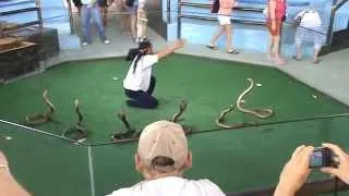 Snakes cobra show  Part 1