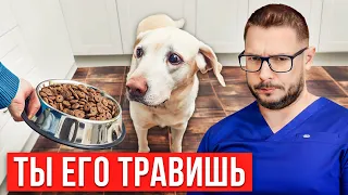 Никогда не кормите питомца этим! Запрещенные продукты для собаки…