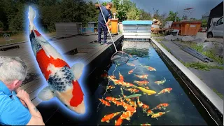 Dainichi's GOLD collection - The BEST Koi Fish selection