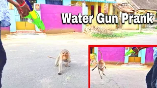 Water Gun Spray Prank on Monkey | Monkey Pranks |  Chitti Prank Video