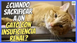 🔴 ¿CUÁNDO SACRIFICAR A UN GATO CON INSUFICIENCIA RENAL? 🔴