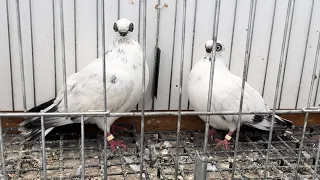 Rynek targ Łomża 14/01/2024 🕊#gołębie #ptaki #króliki #ryby  #kury #łomża #pigeons #market #rabbit