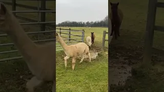 Alpacas Adorably Try to Jump Over Puddle   #shorts #cuteanimals