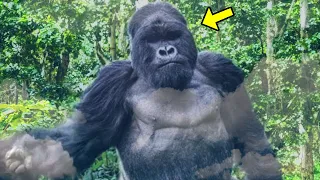 Hungry Gorilla Grabbed a Woman In The Jungle. What It Did Next Shocked The Whole World!