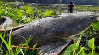 Amazing Fishing! A Fisherman Skill Catch A Lots Of Fish In Mud   Water By Best Hand.